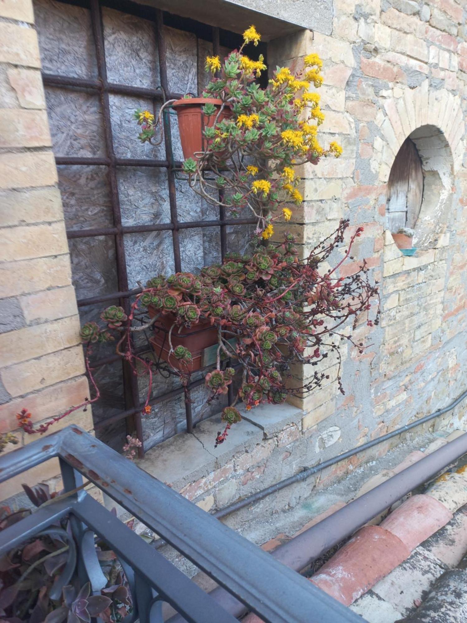 Vila Fattoria Di Rigone Coltavolino Exteriér fotografie