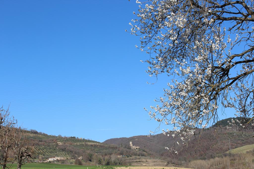 Vila Fattoria Di Rigone Coltavolino Exteriér fotografie