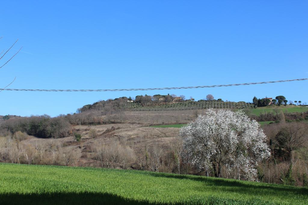 Vila Fattoria Di Rigone Coltavolino Exteriér fotografie