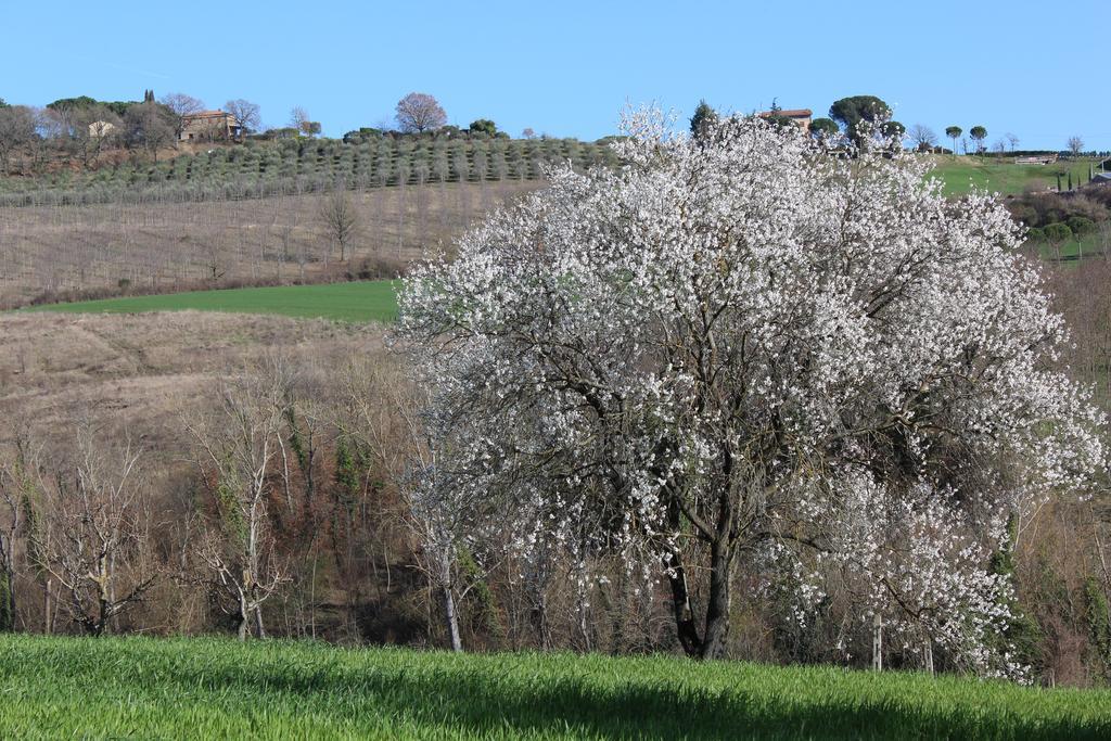 Vila Fattoria Di Rigone Coltavolino Exteriér fotografie
